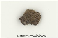 藏品(薄齒苔屬)的圖片